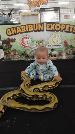 Gharibun exopets 